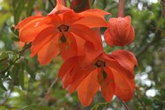 پاسیفلورا پاریتا